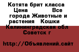 Котята брит класса › Цена ­ 20 000 - Все города Животные и растения » Кошки   . Калининградская обл.,Советск г.